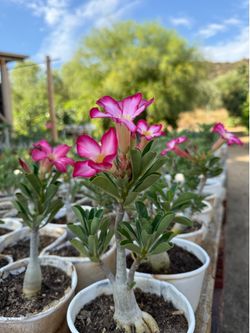 Desert Rose