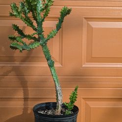 Euphorbia lactea variegata