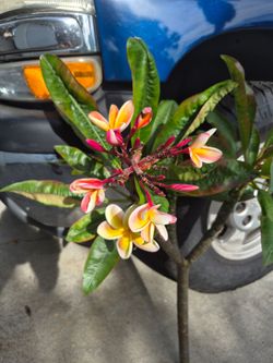 Intense rainbow plumeria