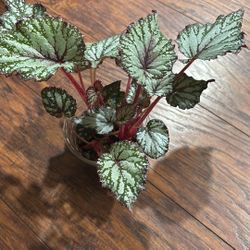 Begonia 