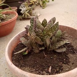 Succulent Plant In A Pot $15