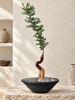 Operculicarya Decaryi/ Elephant Tree (Handmade Planter Included) #DB1 ‘Local LA Seller’