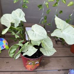 Arrowhead Plant