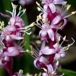 Rare  Reineckea Carnea/Chinese Lucky Grass Plant Starter 