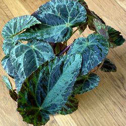 Rare Begonia Burkillii Plant / Spring Sale 💚/ Free Delivery Available 