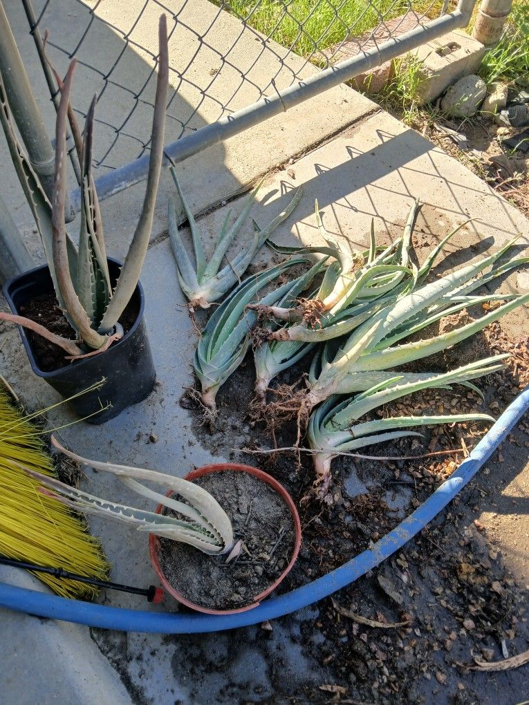Aloe Vera Plant