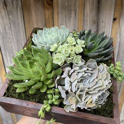 Succulent Arrangements | Custom Handmade With Real Wood