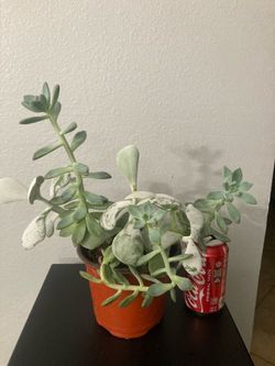 Succulent
