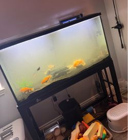 55 gallon fish tank with stand