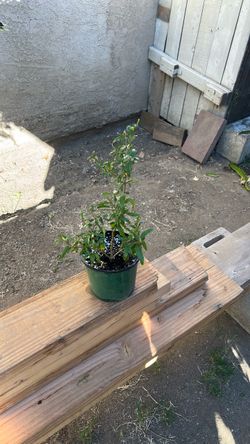 Dwarf pomegranate plant nana