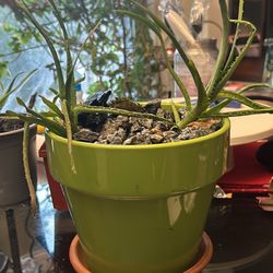 Aloe Vera 