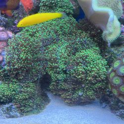 Green Hairy Mushroom Reef 