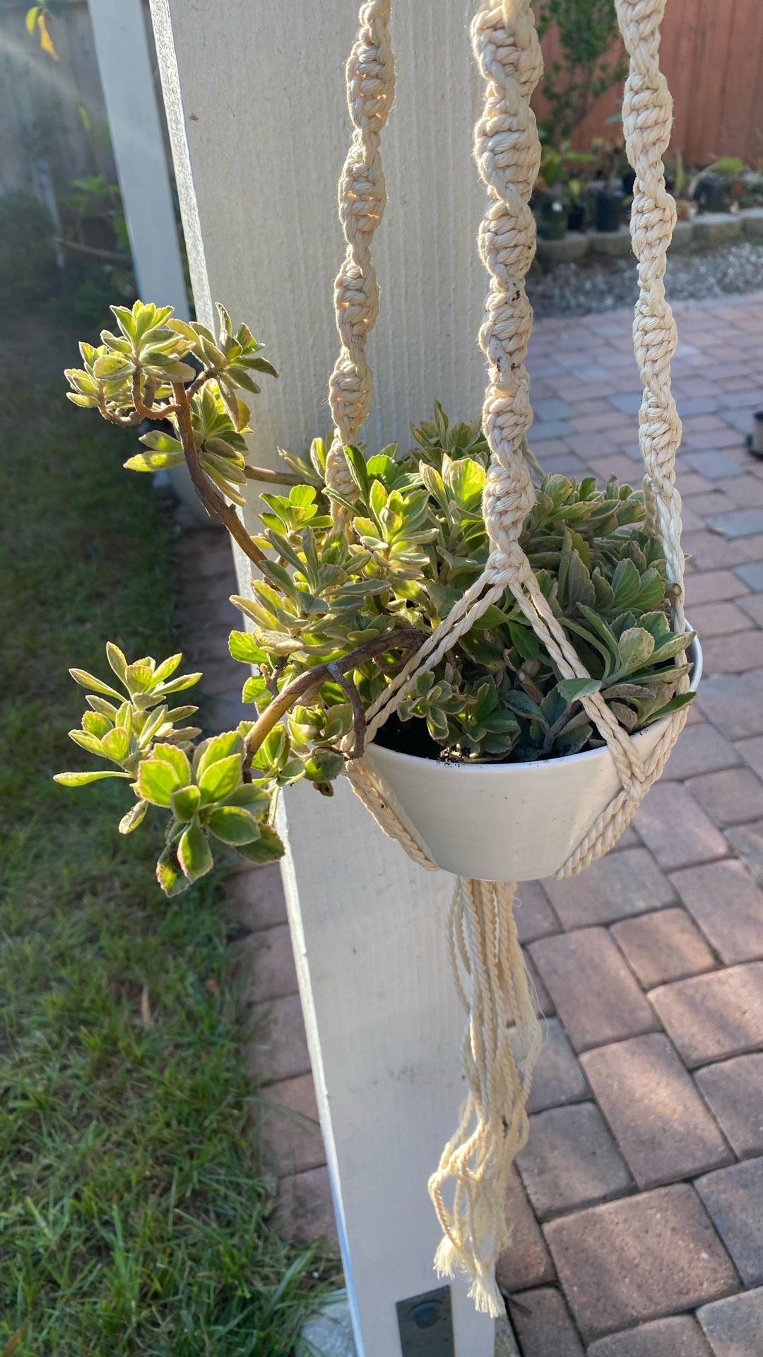 Lobster flower in hanging pot
