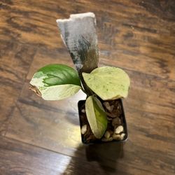Epi Marble Plant