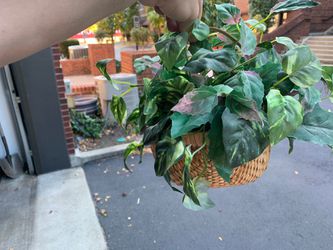 Fake plant in basket
