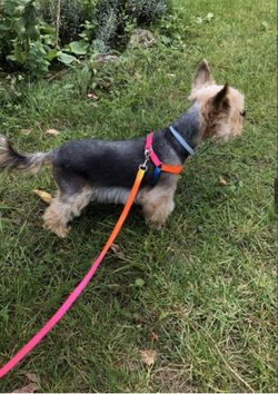 Dog harness (Nylon harness set) one size fit most - Shipping Only - Dog not included