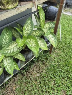 Dieffenbachia Compacta