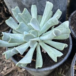 ECHEVERIA Suculenta 