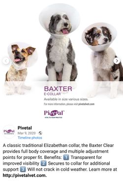 PiVETal Dog Cone