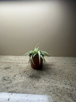 Indoor Or Outdoor Plant Spider Plant 