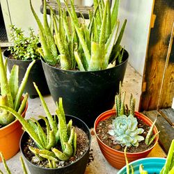 Succulents 