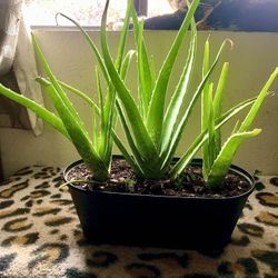 Three Potted Alevera Plants Medium To Large