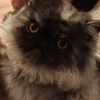 Pablo