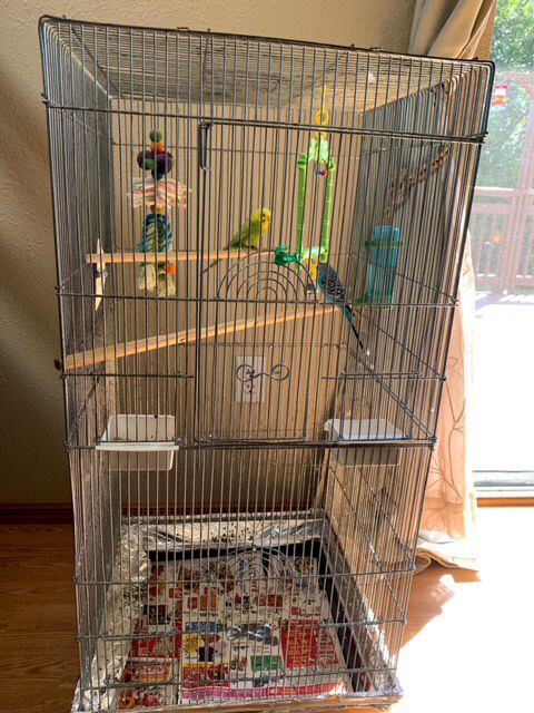 Bird cage w/ free parakeets *read description*