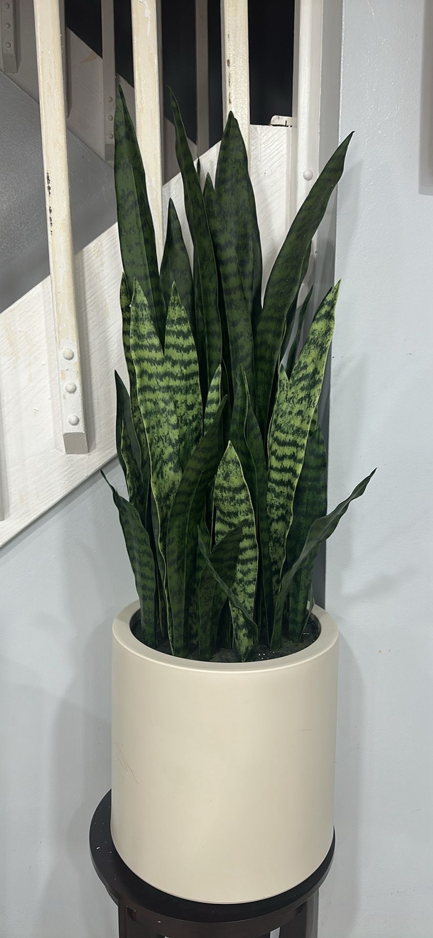 Decorative Plant