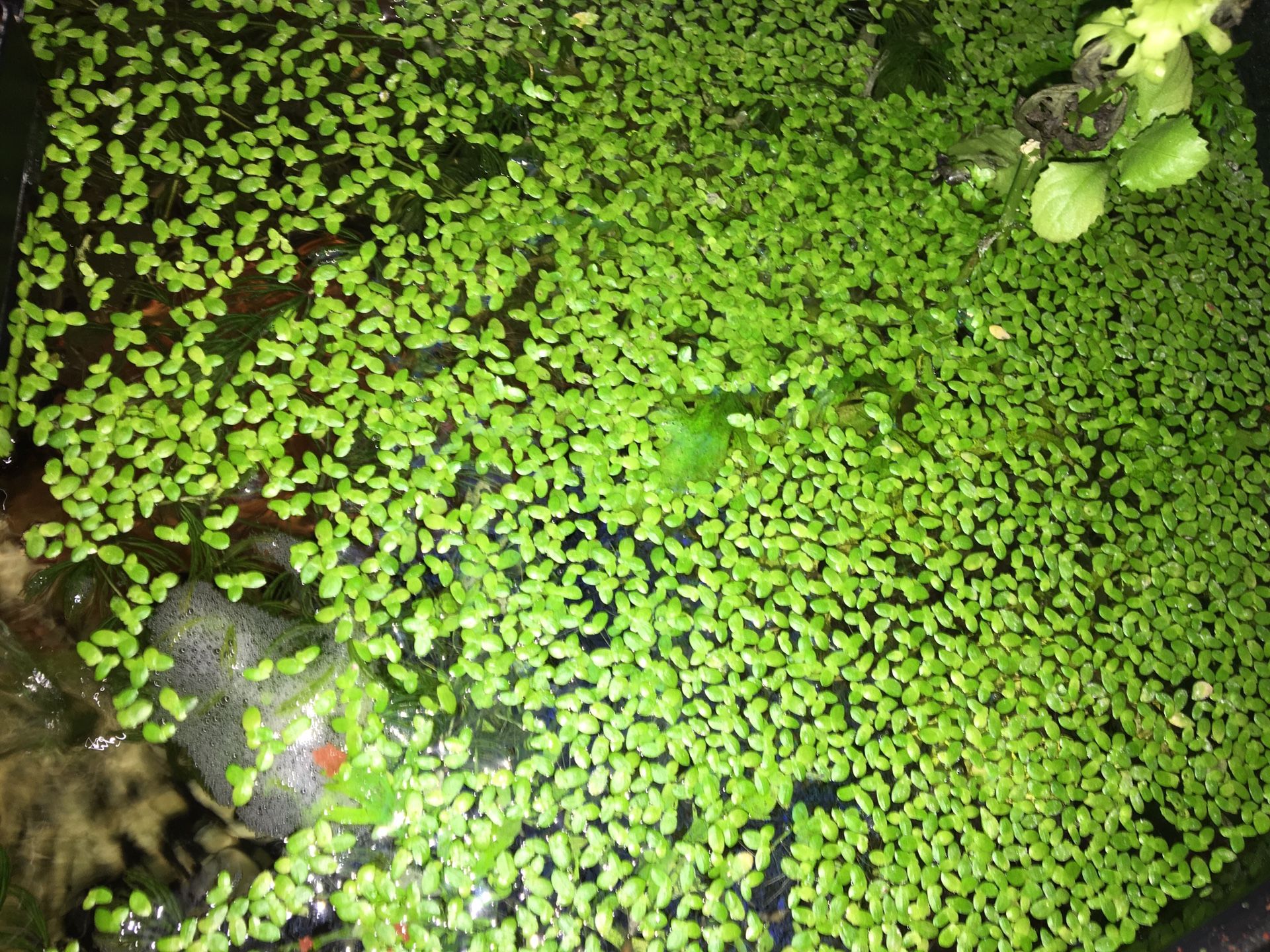 Duckweed aquarium and pond plants