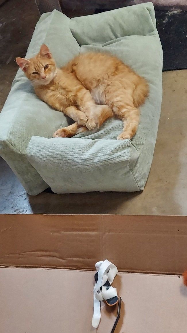 Petsofa