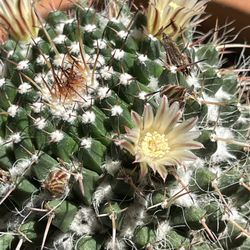 Flowering Live Cactus Plant 