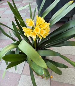 Clivia ( lan quân tử)