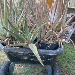 Aloe Vera Plants