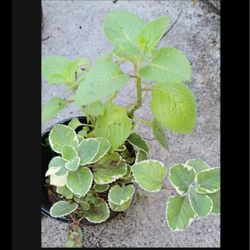 Cuban Oregano Herb Potted 6" Plant