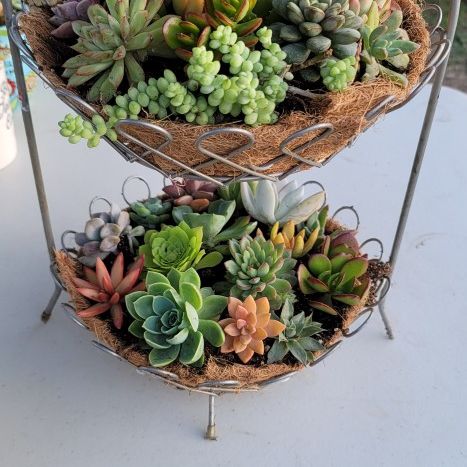 Mother's DAY PLANT GIFT 