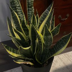 Snake plant