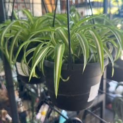 Spider Plant