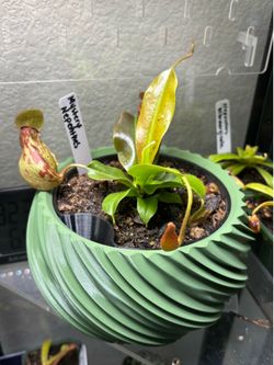 Carnivorous plants in self watering planters