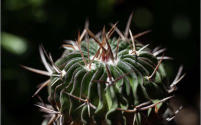 Brain cactus 🪴🌵💜