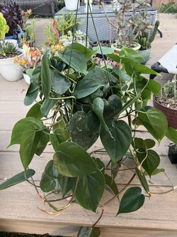 Green heart Philodendron, live plant in 6” nursery pot. ✔️ profile for more🪴 