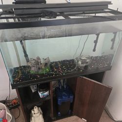 Fish Tank