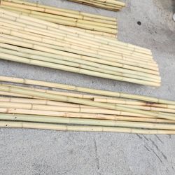 Bamboo