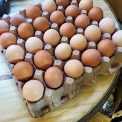 chicken eggs 