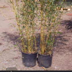 Bamboo Tree 
