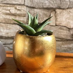 Haworthia Limifolia Succulent House Plant In 3"H Pot.