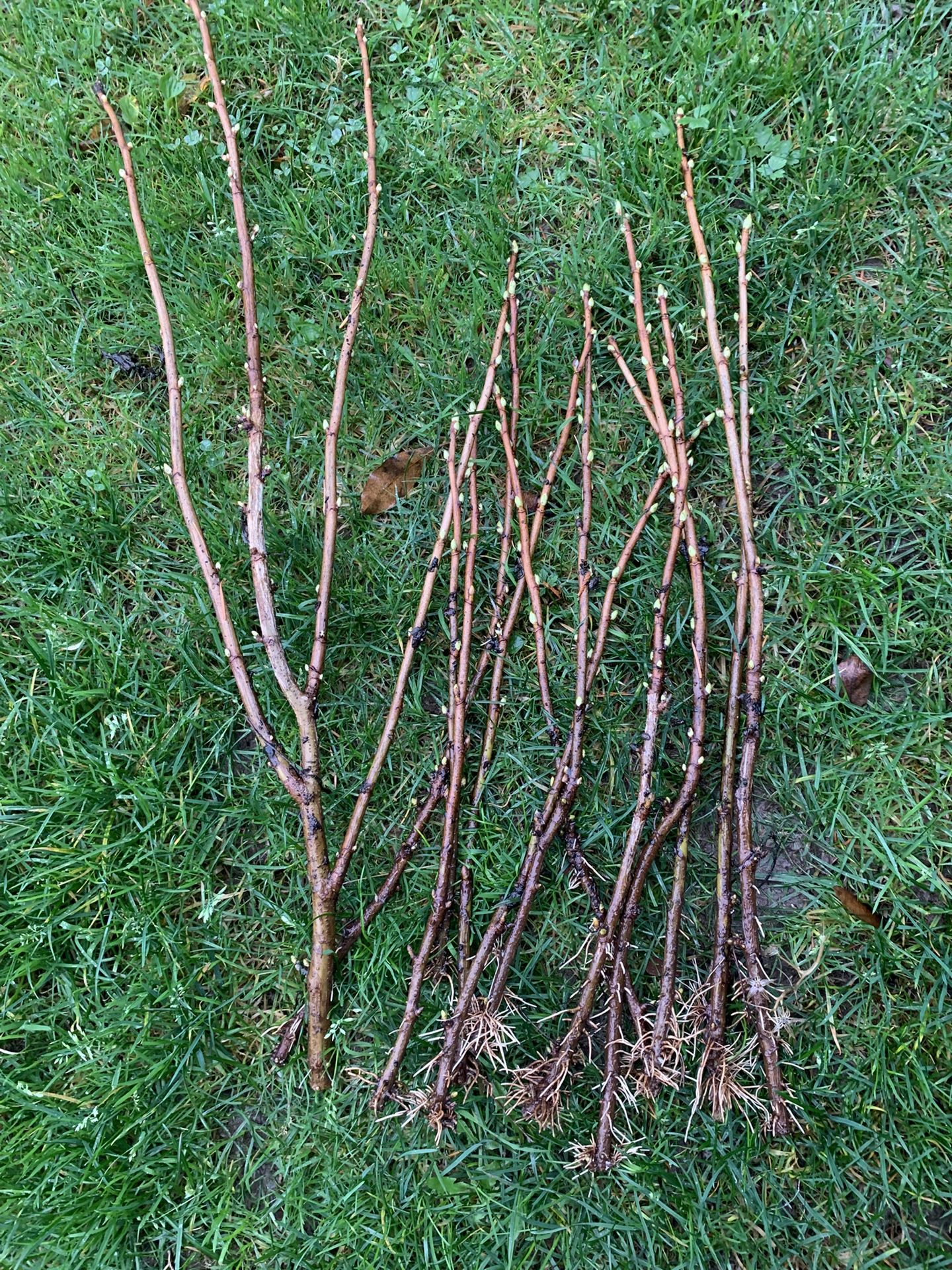 Black current . $1 for each