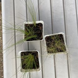 Mexican Feather Grass Plants