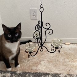 Iron & Glass Mini Chandelier (cat not included) 