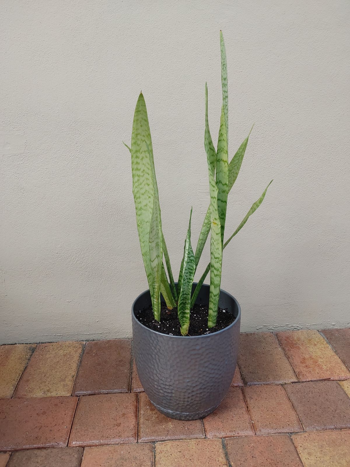 Snake plant needs to be planted in ground or bigger flower pot